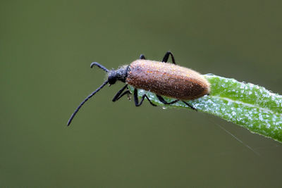 Close-up of lagria hirta beetle on a plant in morning