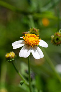 Close-up of white flowering plant