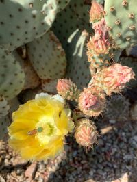 Close-up of yellow flowers