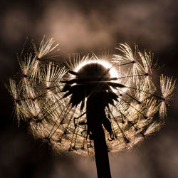 Close-up of dandelion on plant