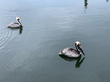 High angle view of swans swimming in lake