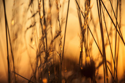 Close-up of grass against sky during sunset