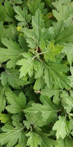 Full frame shot of green leaves