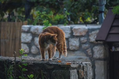 View of an cat standing against wall