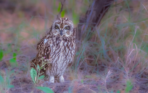 Close-up of bird