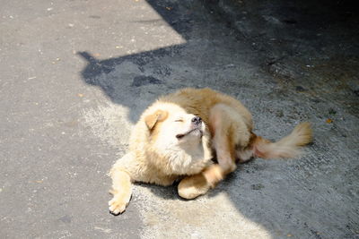 High angle portrait of dog relaxing on road