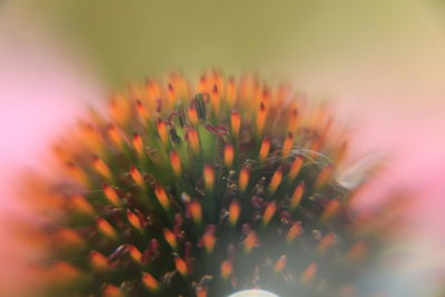 Macro shot of orange flowering plant