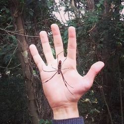 Close-up of cropped hand