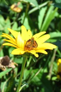 Close-up of bee pollinating flower