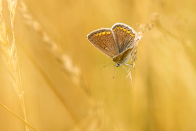 Close-up of butterfly 