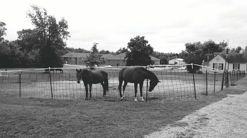 Close-up of horse against sky