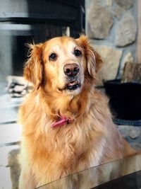 Portrait of dog sitting outdoors