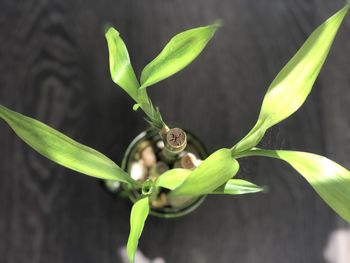 Close-up of green leaves