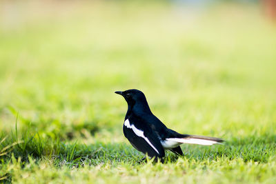 Side view of a bird on grass