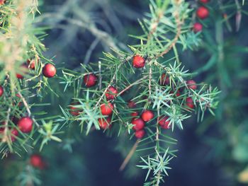 Close-up of red berries on tree