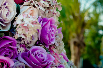 Close-up of pink rose flower