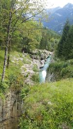 Scenic view of waterfall in forest