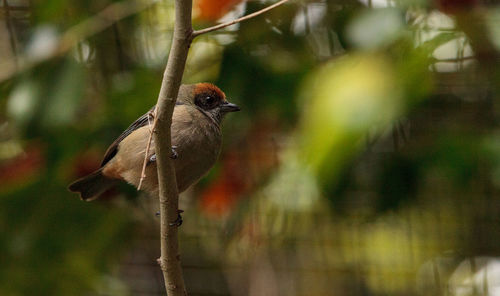 Low angle view of bird perching on branch