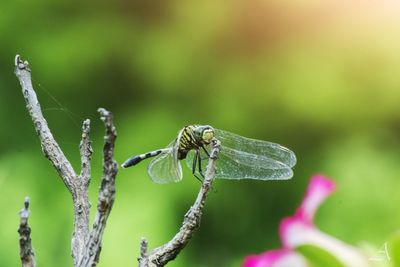 Close-up of insect on flower