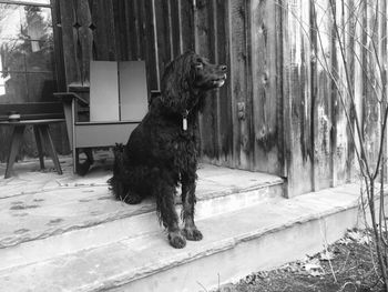 Cocker spaniel sitting on steps