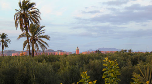 Scenic view of palm trees on field against sky