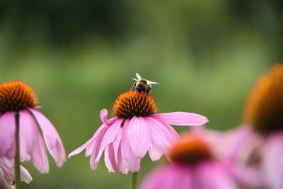 Close-up of honey bee on purple coneflower