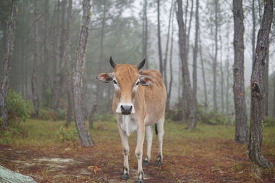 Horses in a forest