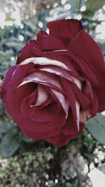 Close-up of red rose