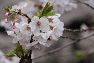 Close-up of apple blossoms in spring