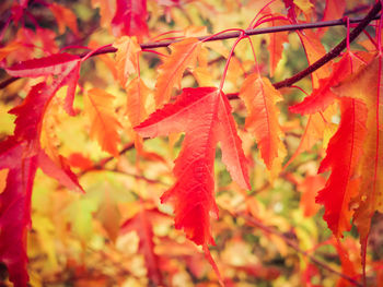 Close-up of red leaves