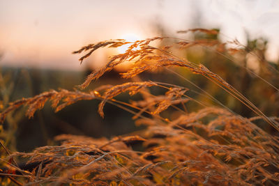 Close-up of wheat growing on field