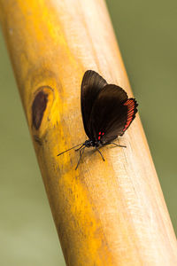 Close-up of butterfly on wood