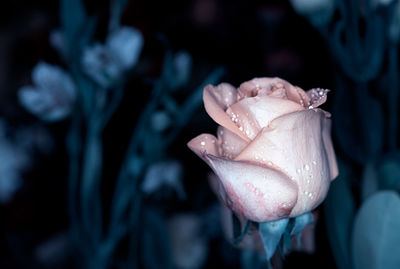 Close-up of wet pink rose