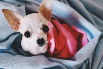 Portrait of chihuahua lying in blanket