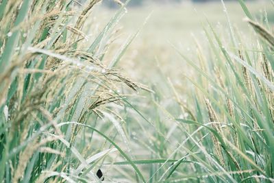 Close-up of wheat growing on field