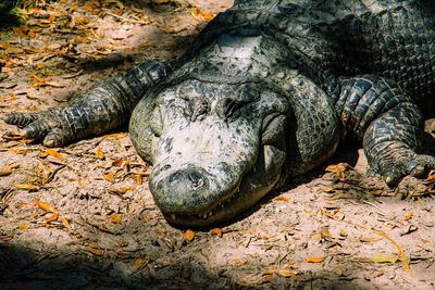 Close-up of crocodile on tree