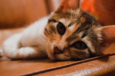 Close-up portrait of a cat