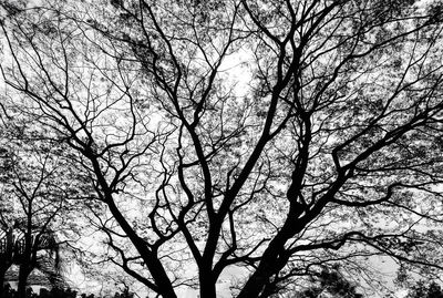 Low angle view of silhouette bare tree against sky