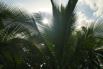 Low angle view of palm trees against sky