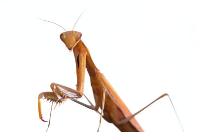 Close-up of insect against white background