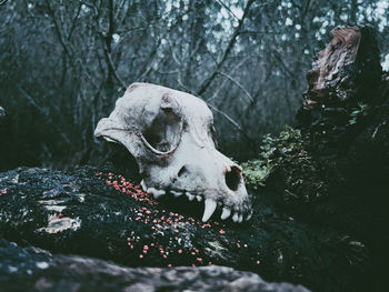 Close-up of animal skull on rock