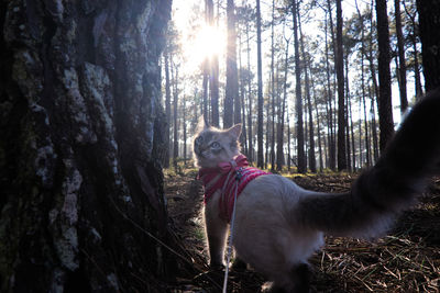 Dog in forest