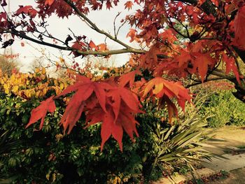 Leaves on tree