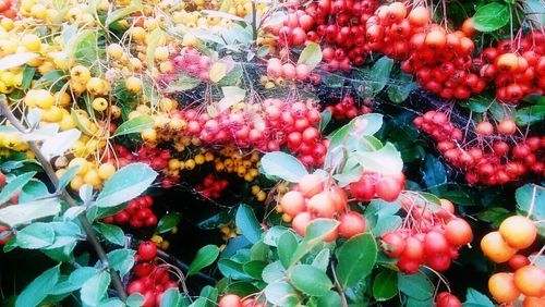 Full frame shot of multi colored fruits for sale