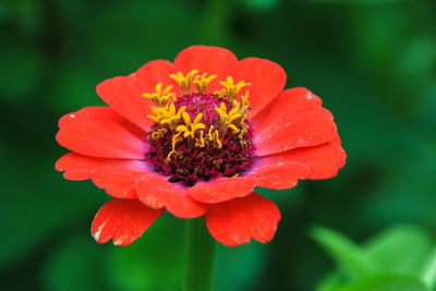 Close-up of red flower blooming outdoors