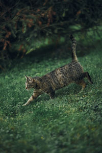 Cat walking on field