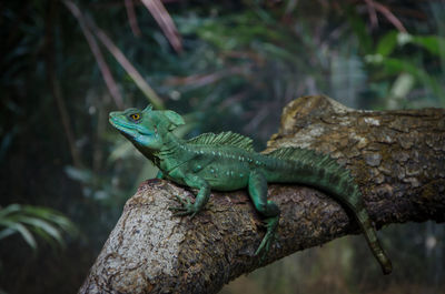 Close-up of chameleon on branch