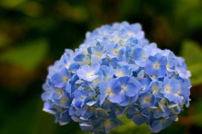 Close-up of purple flowers