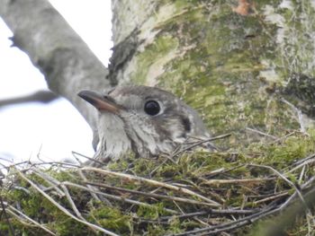 Low angle view of bird feeding on tree