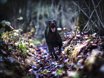 Dog runing in forest